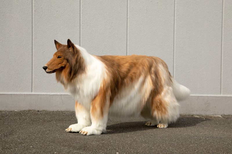 người đàn ông hóa trang thành chó collie người đàn ông hóa trang thành chó collie